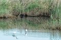 30.9.2012 Saline di Priolo (321)